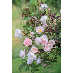 The Lady of the Lake™